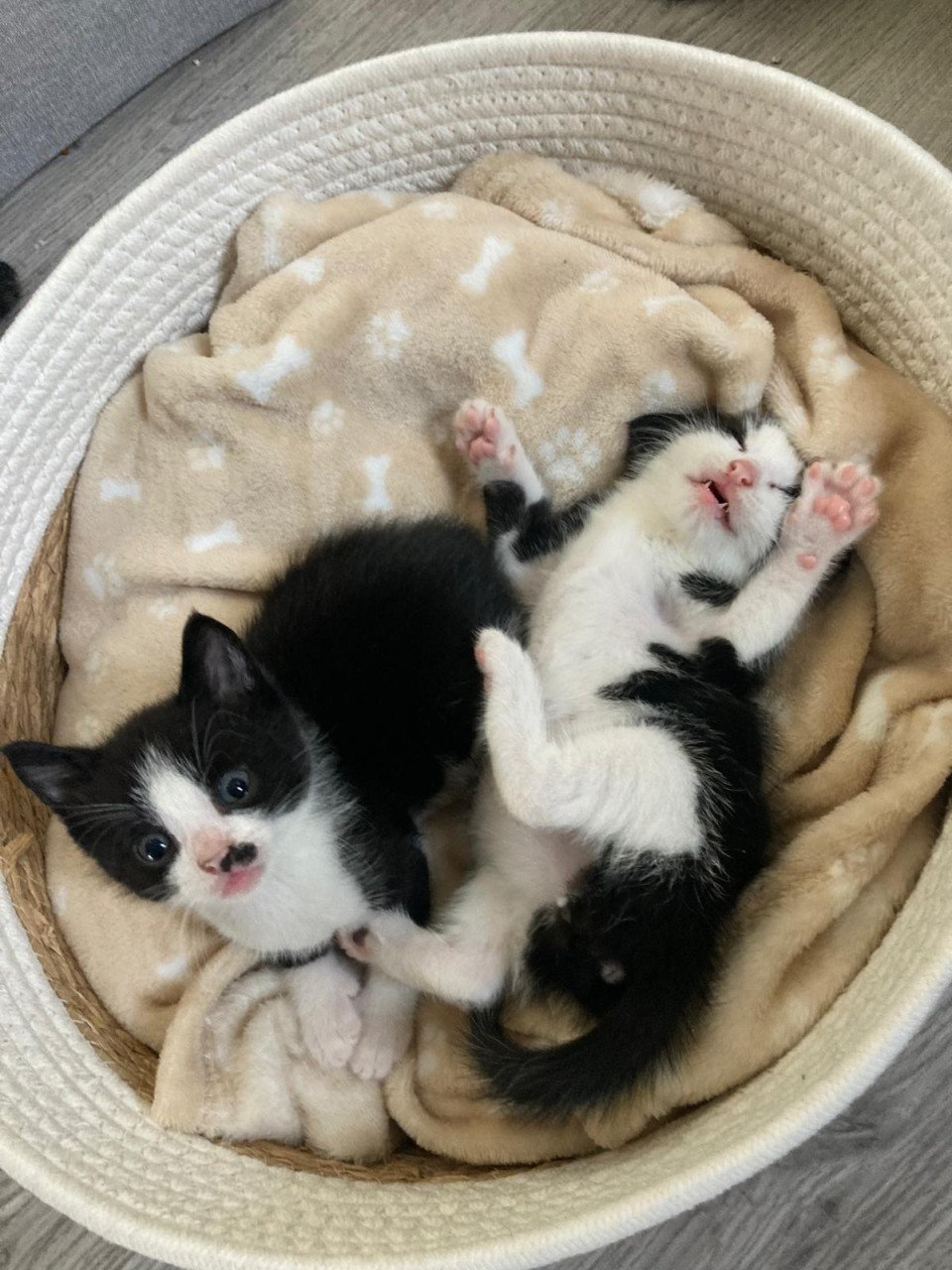 Kittens