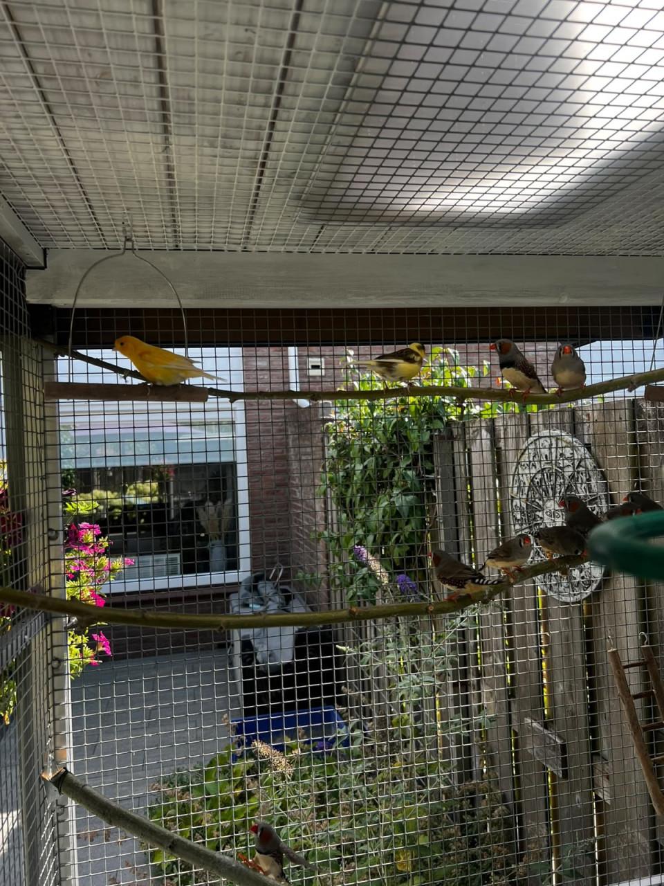 4 Zebravinken te koop