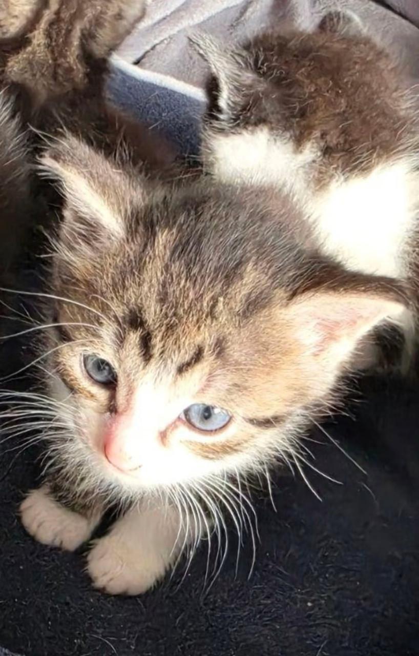 Kitten kittens poes poesjes