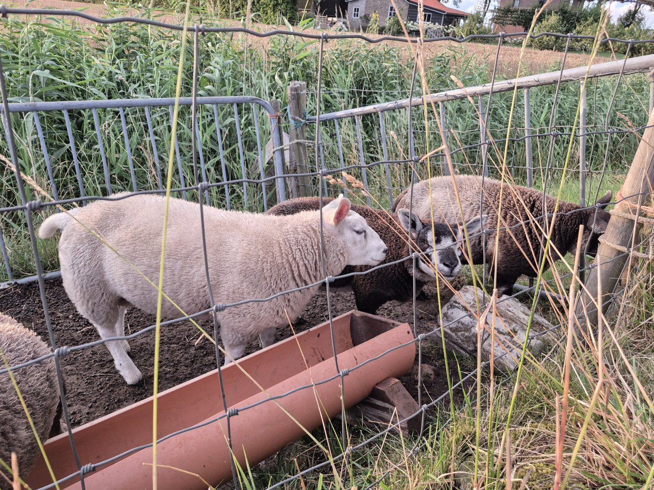 Schapen