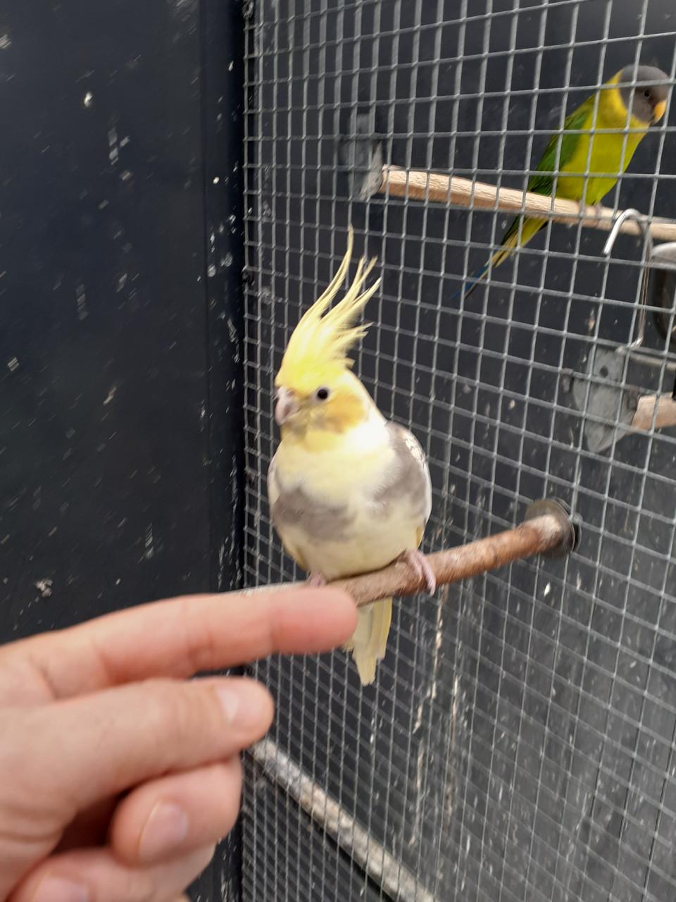 Koppel valkparkieten