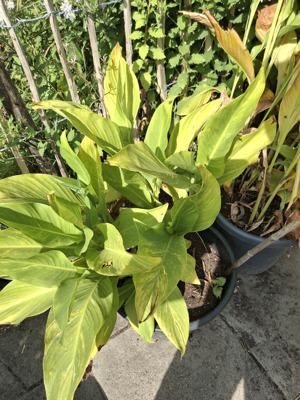 Canna's indisch prachtriet
