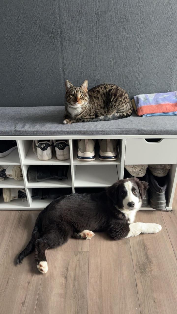 Bilou en Bailey zoeken een goud mandje