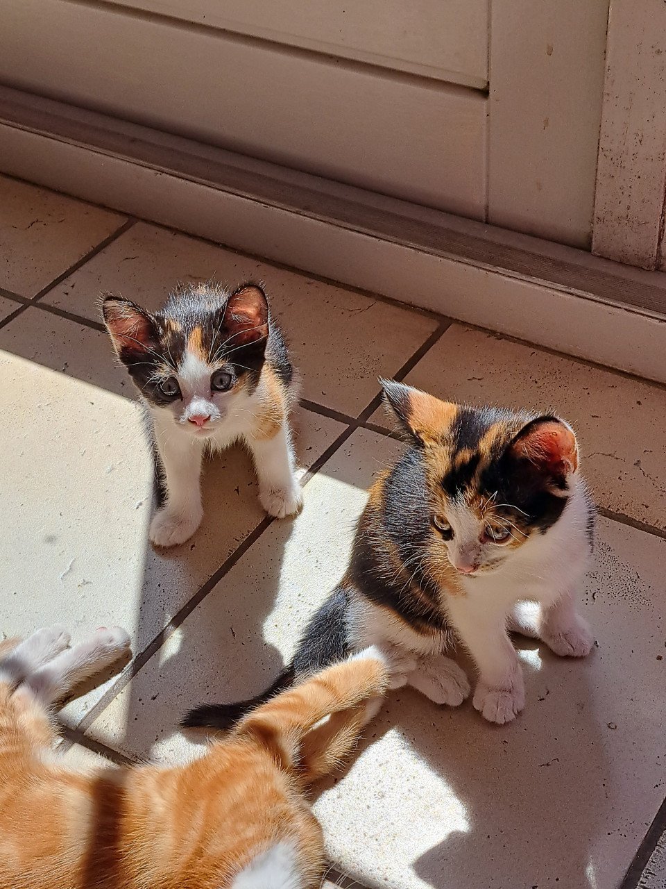 Te koop kittens