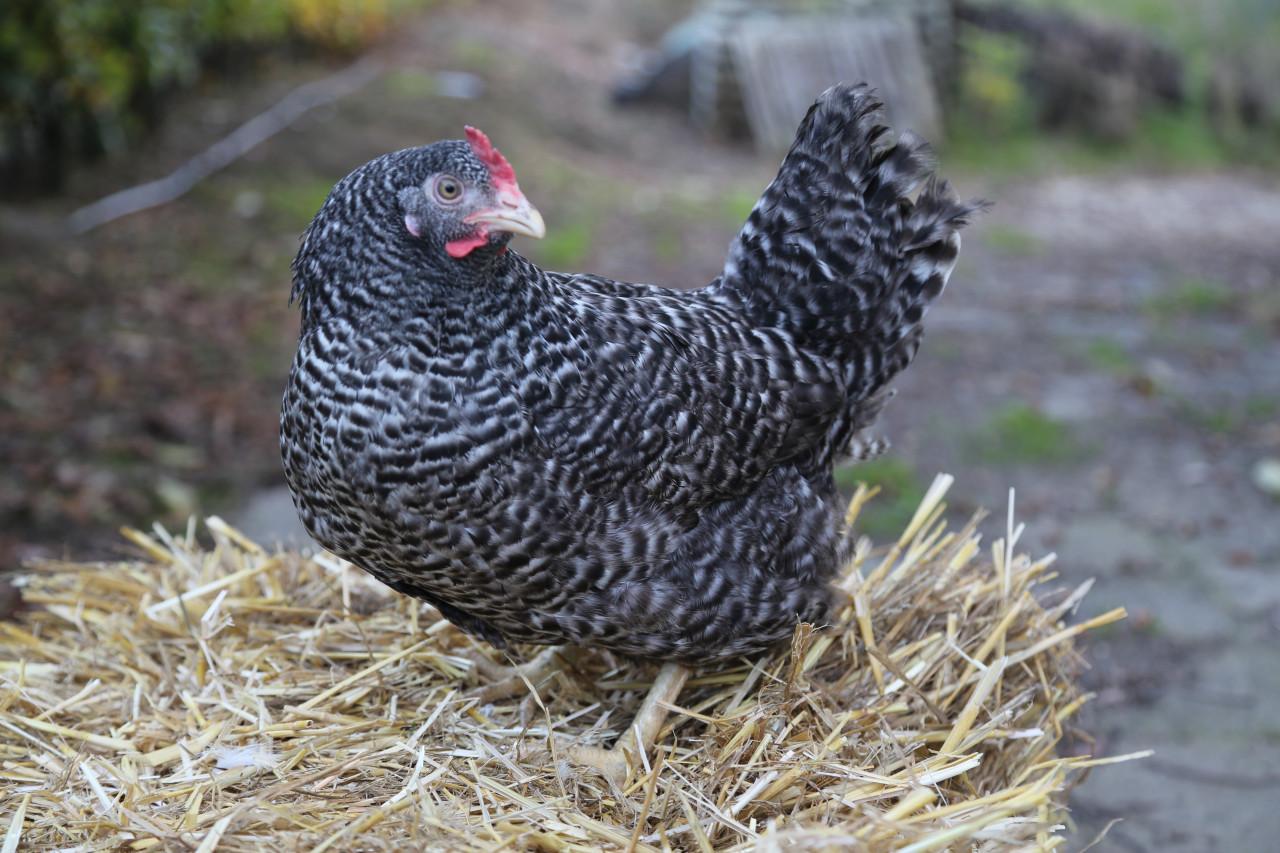 Grote keuze uit jonge leghennen