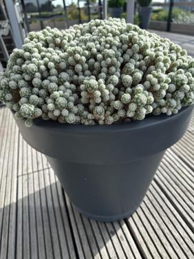 Grote cactus