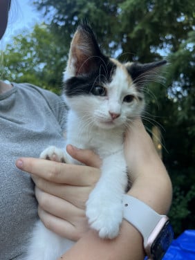 Nog 4 leuke lieve kittens te koop van 12 weken oud
