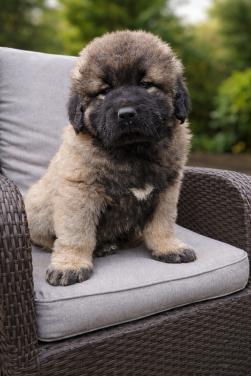 Kaukasische Owcharka / herder pups