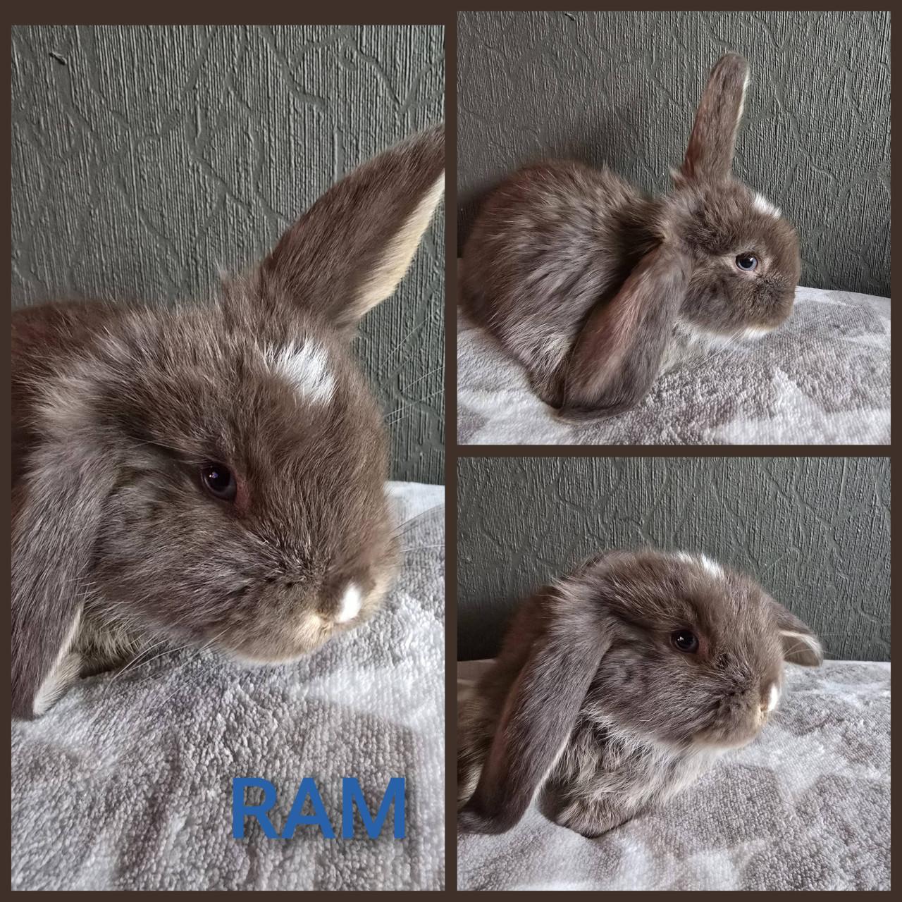 Lieve fransje hangoren