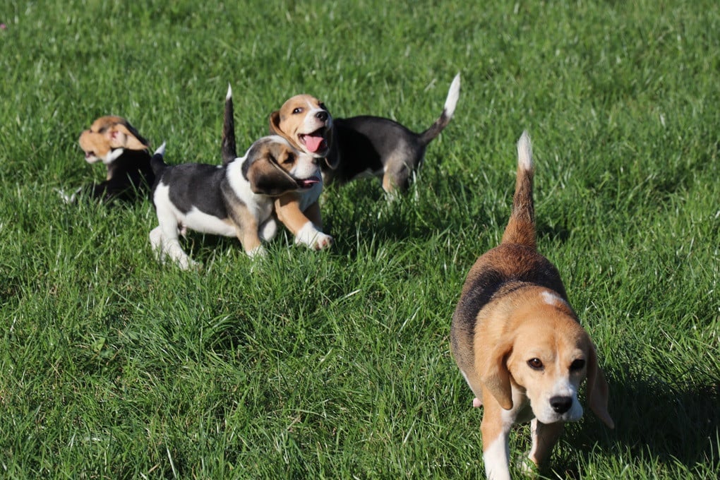 Beagle pups