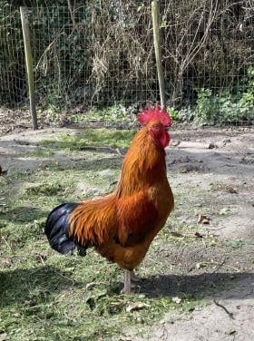 New Hampshire Kriel haan GRATIS