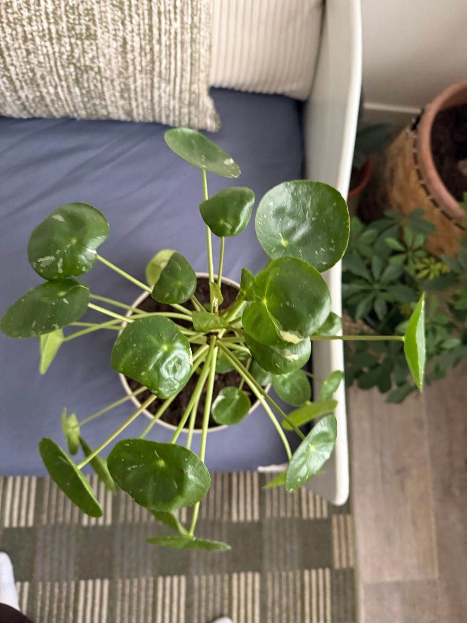 Bonte pannenkoek plant/ pilea varigata