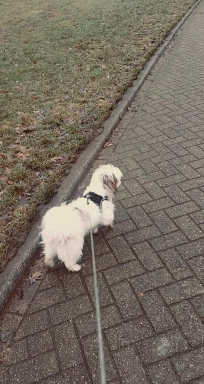 Boomer hondje hulp gevraagd!!!!!