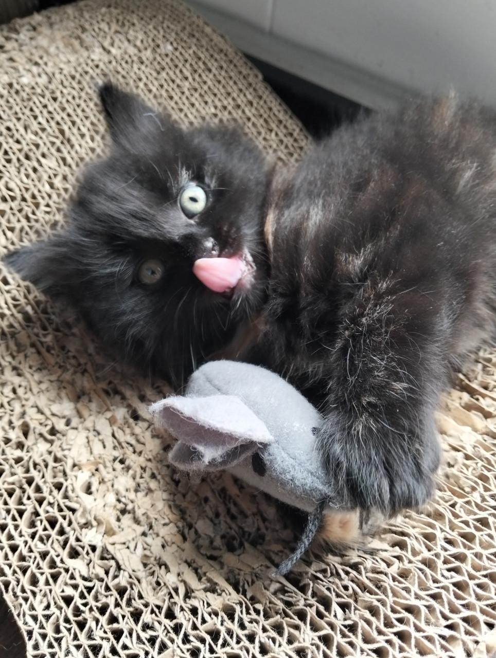 Kitten - vrouwtje
