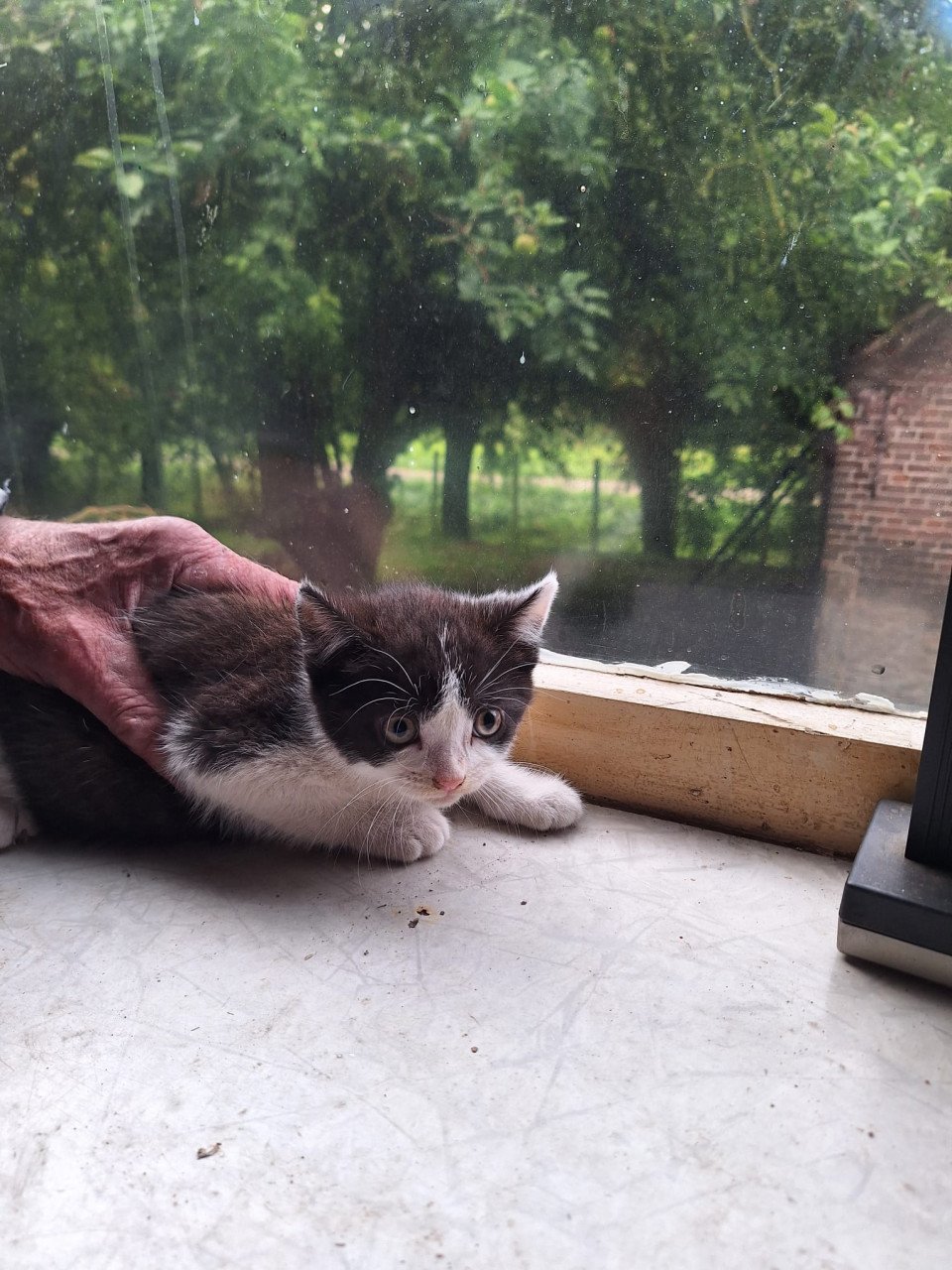 Boerderij kittens gratis af te halen