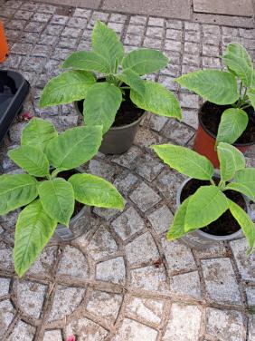 BRUGMANSIA STEKKEN DUBBEL WIT