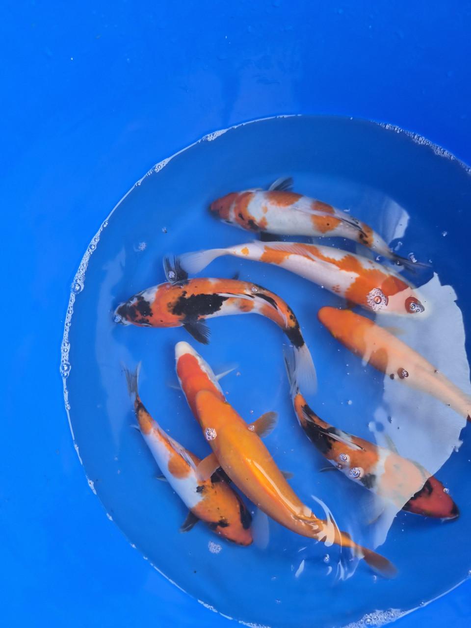 Terneuzen Koi