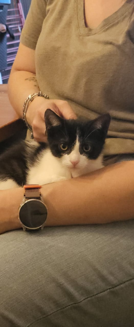 2 kittens van 13 weken zoeken een huisje