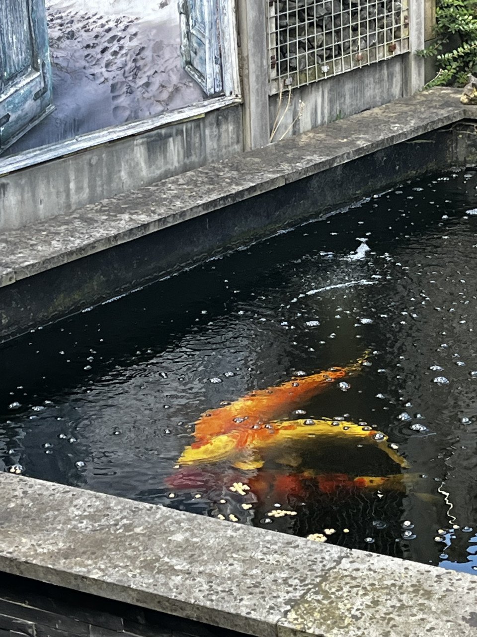 4 Koi Karpers met complete vijverinstallatie (filter & luchtpomp, UV-lamp)