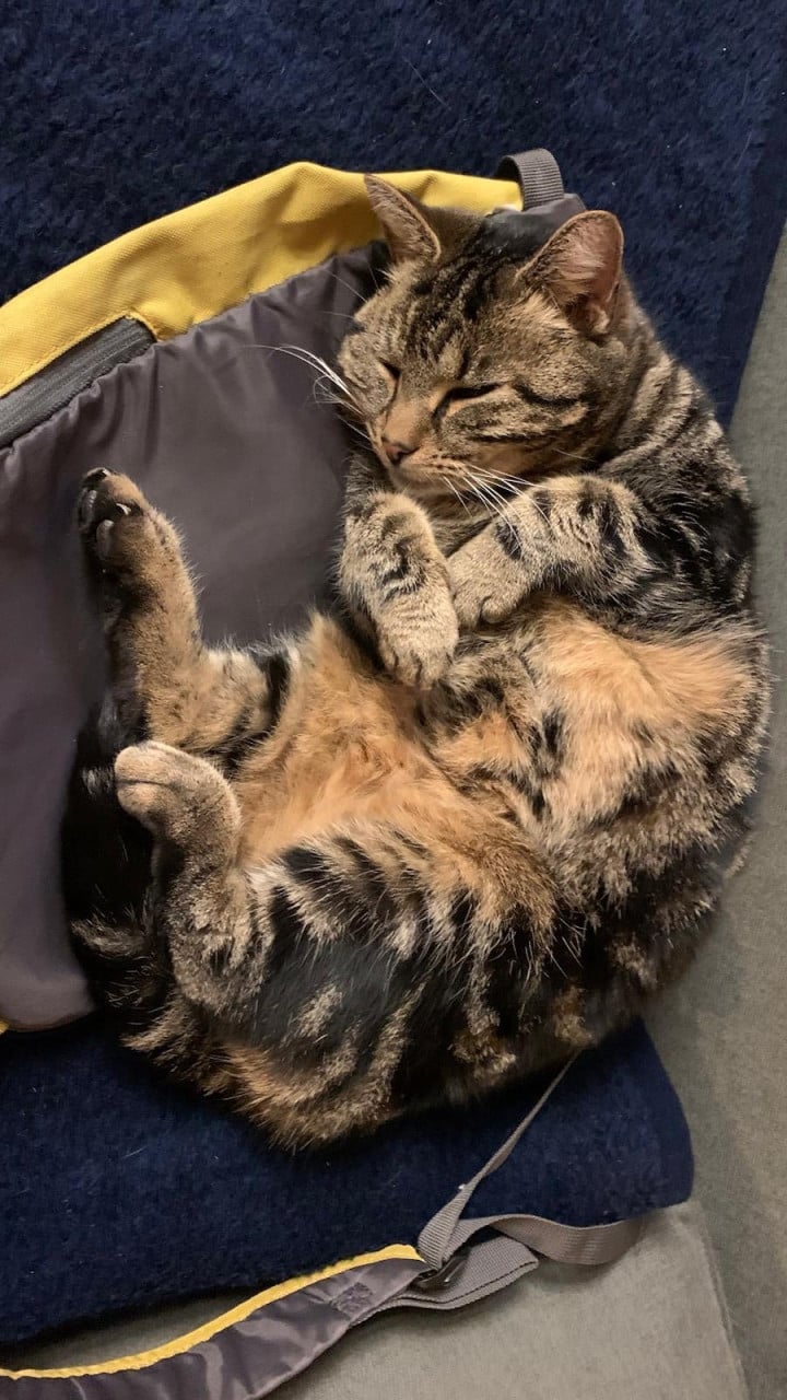 Poes