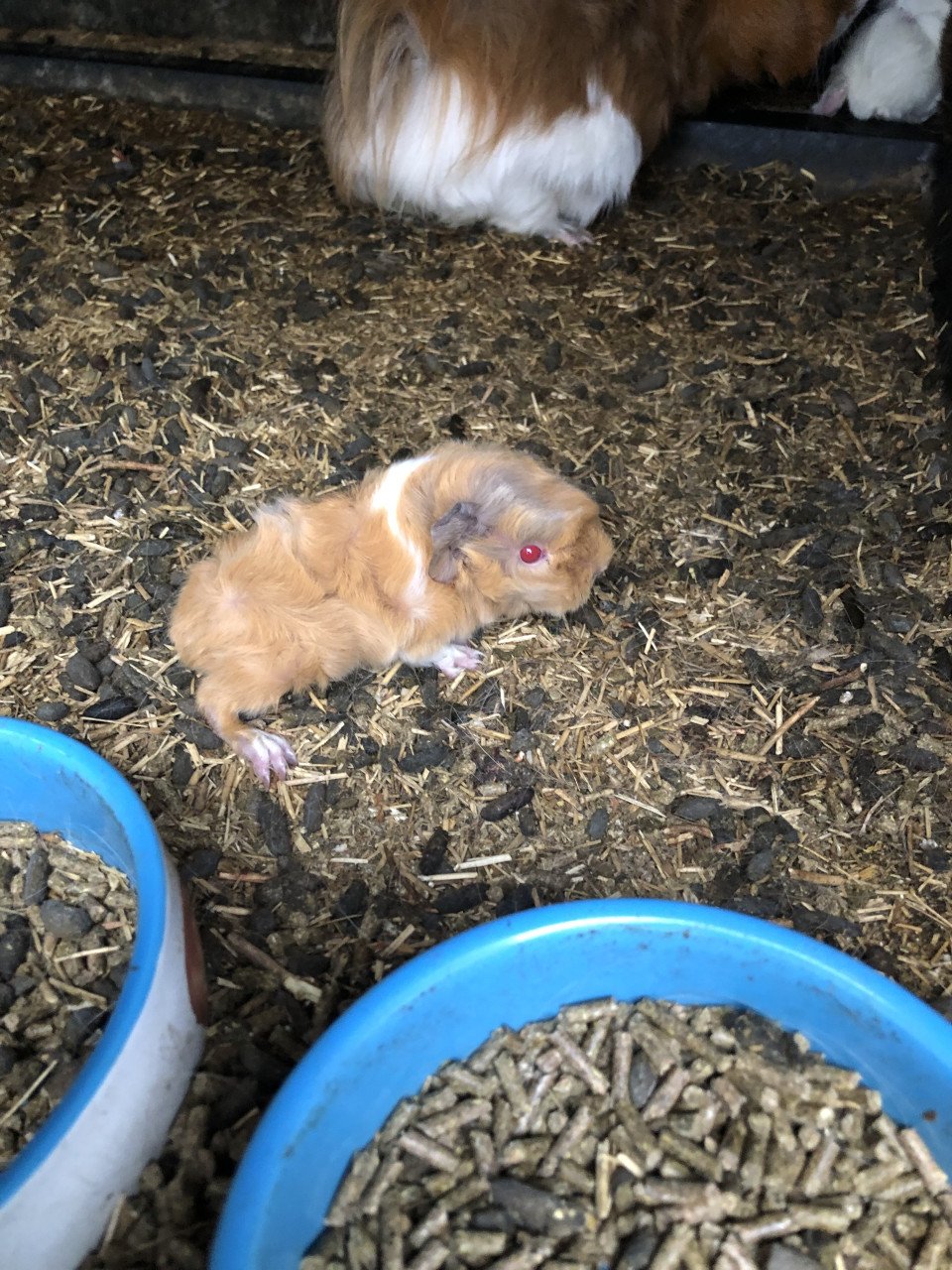 Baby cavia’s, speciale kleurtjes!!