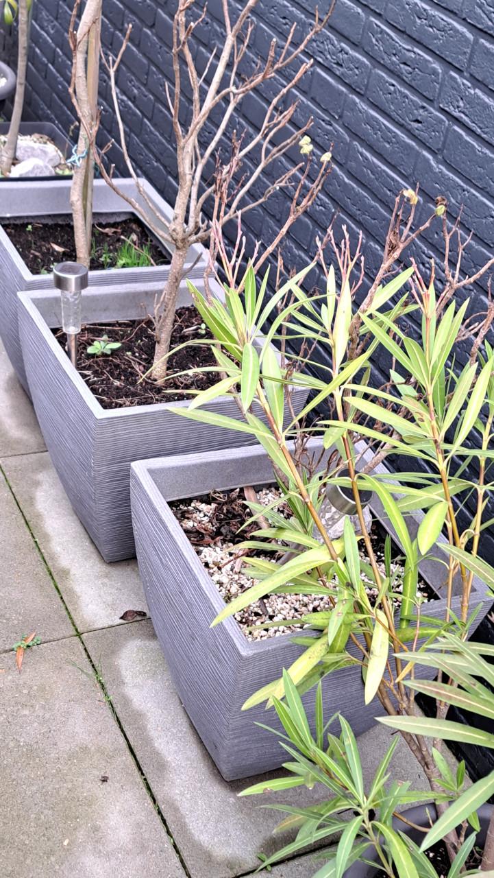 Plantenbakken incl. diverse planten