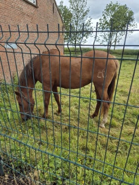 Te koop recreatiepony/weidemaatje grote d maat