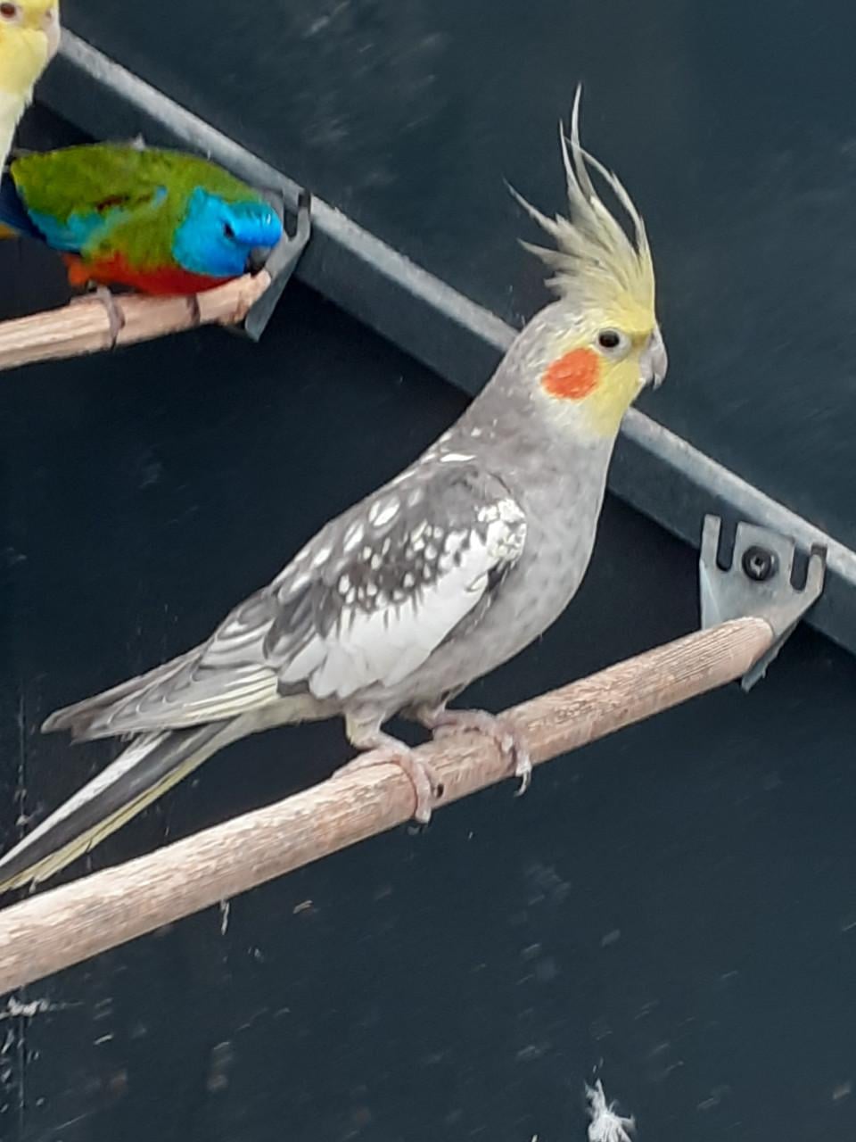 Koppel  valkparkieten