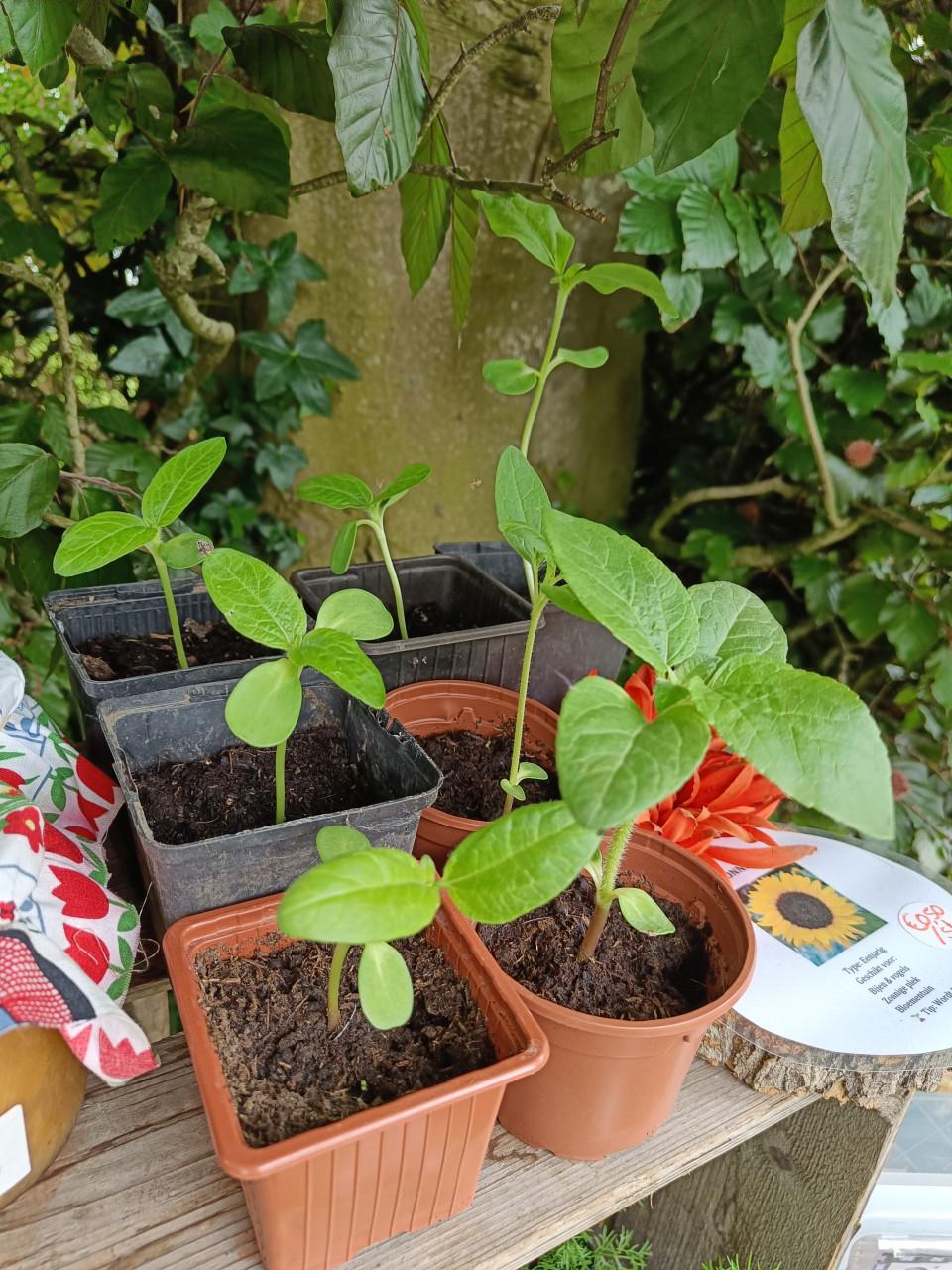 🐴🌱 Biologische paard vriendelijke plantjes 🌱🐴