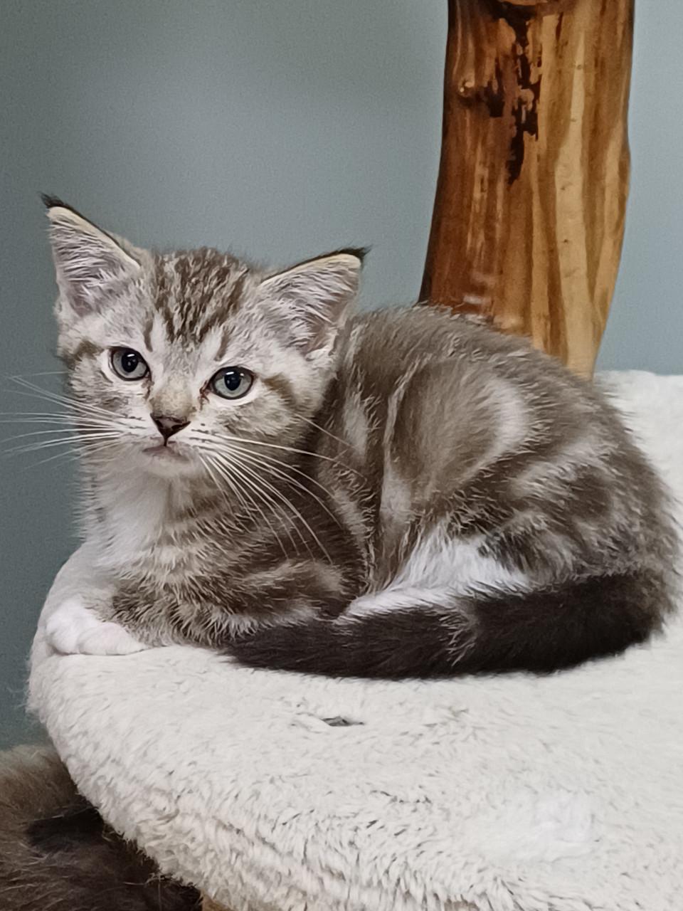 Super mooi Britse Korthaar x Ragdoll Katertje beschikbaar.