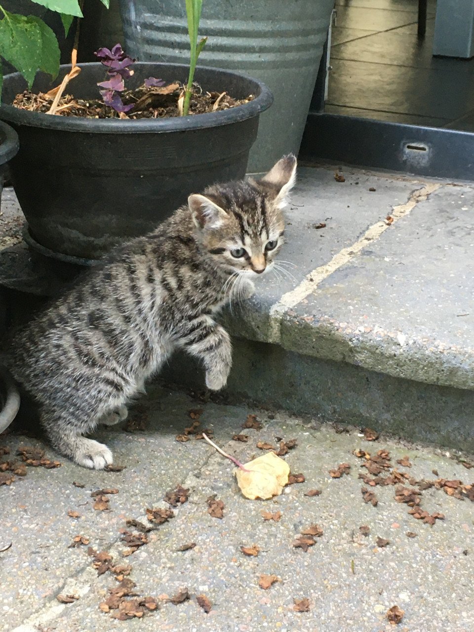 Kittens, 8 weken oud