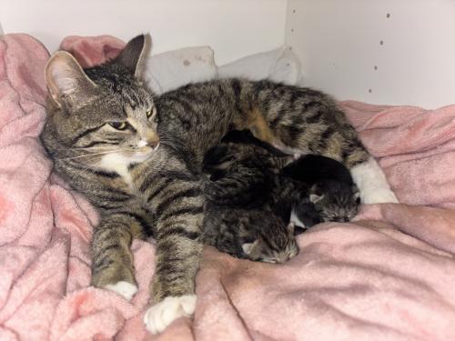 Kittens zoeken gouden mandje 🤩❤️😸
