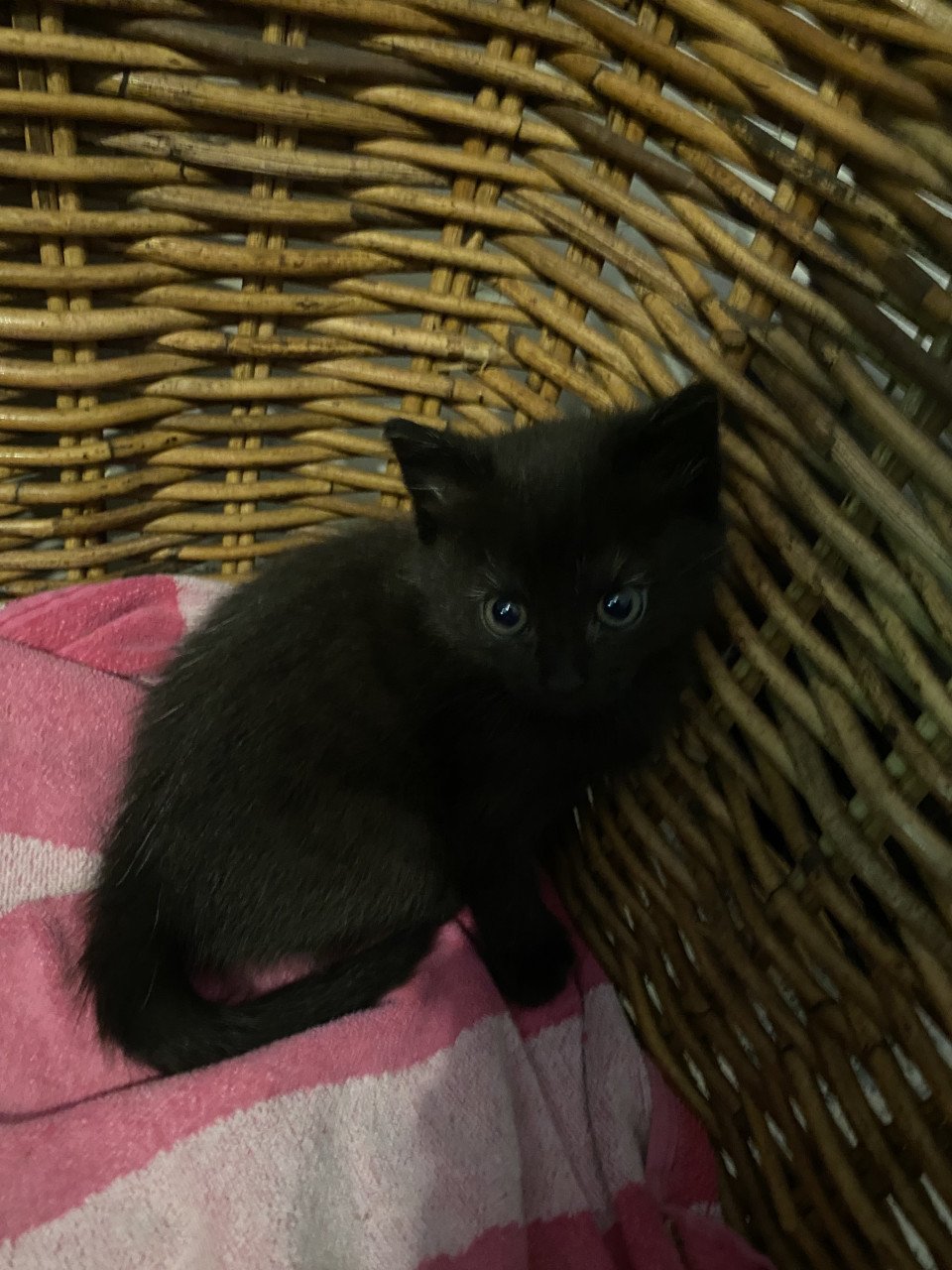2 kittens