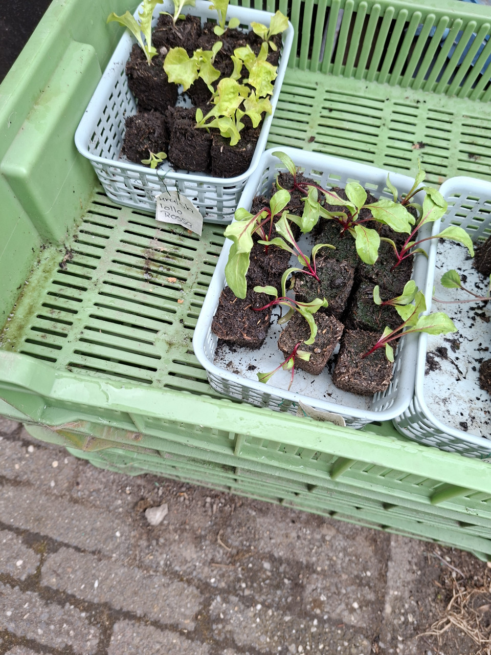 Moestuin plantjes