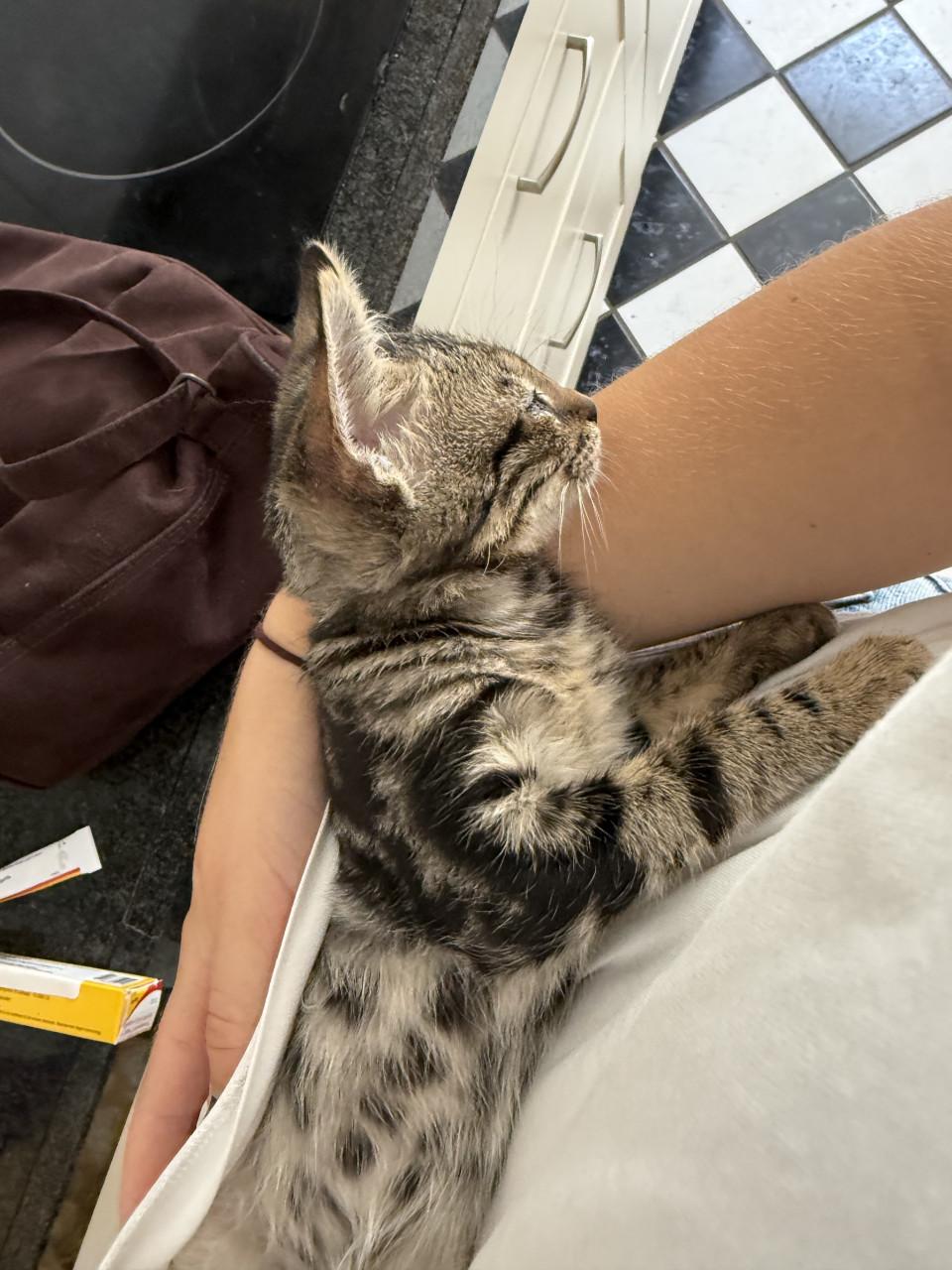 Kittens