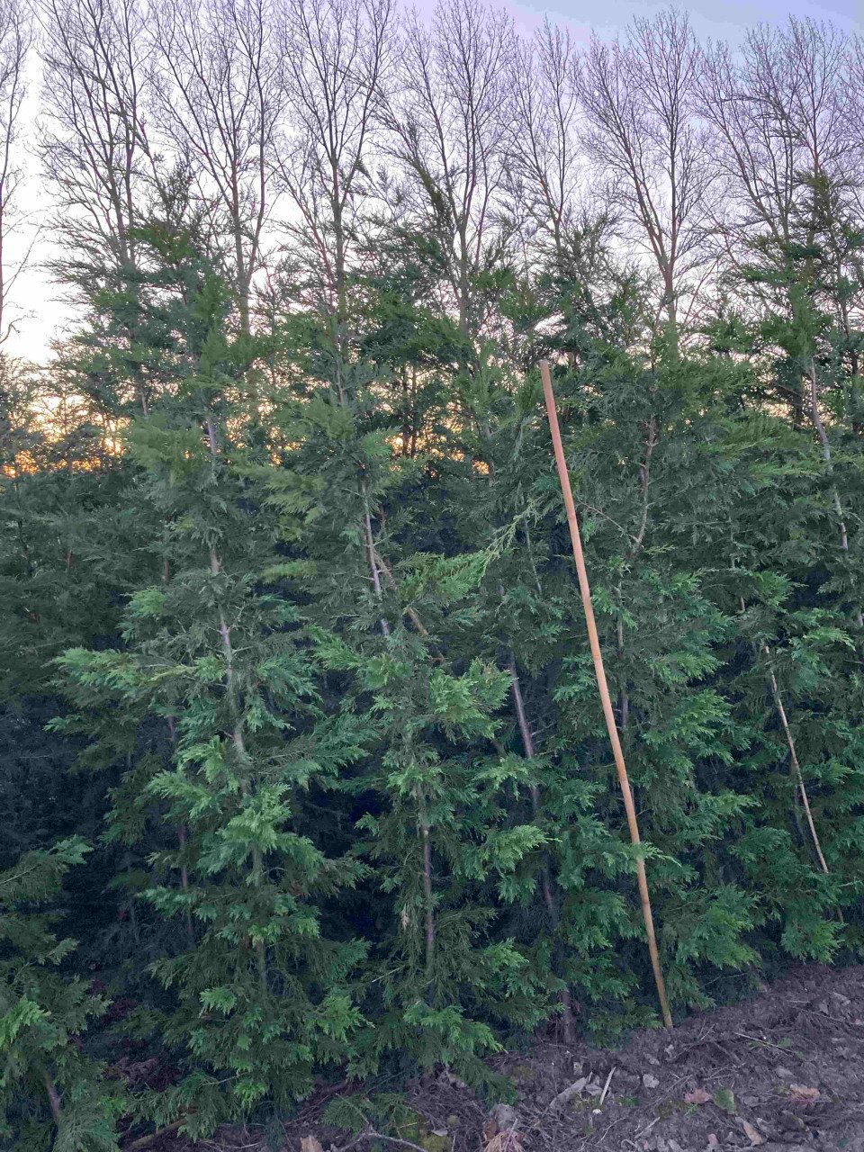 Leylandii coniferen > 2m