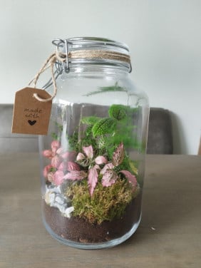 Plantenterrarium in weckpot