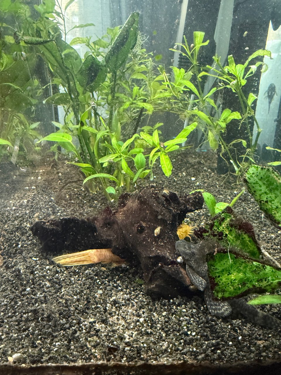 Aquarium