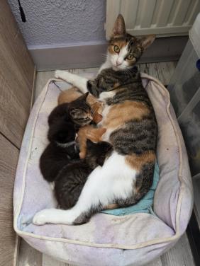 Kittens