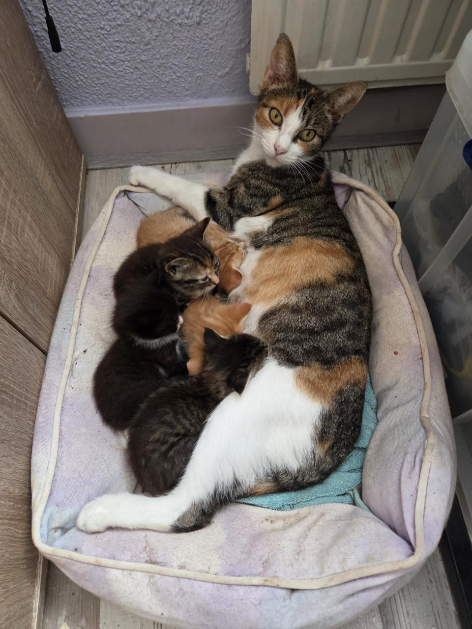 Kittens