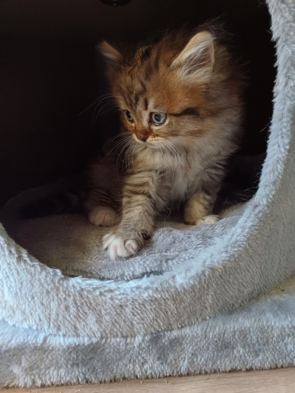 We hebben 2 prachtige langhaar kittens beschikbaar,