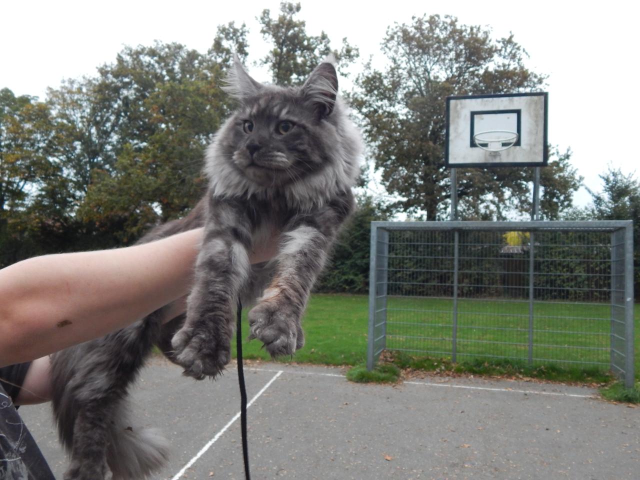 Prachtige maine coon dekkater met stamboom (niet te koop)