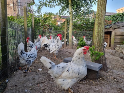 Bonte leghorns