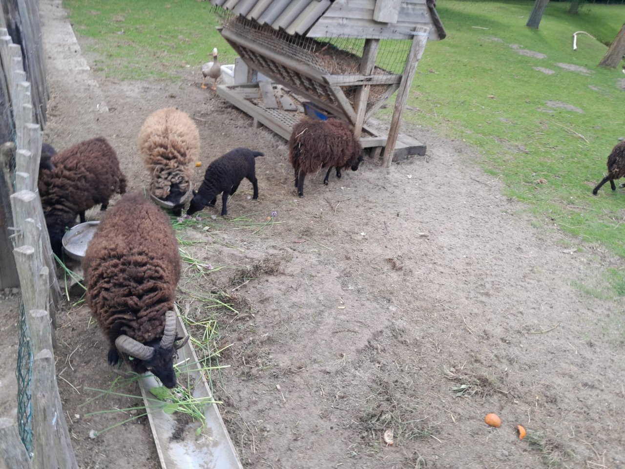 Schaap Ouessant