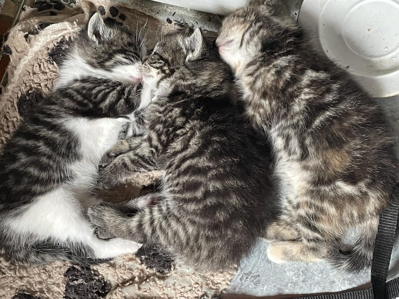 Kittens (mannetjes)