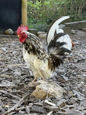 Lief serama haantje zoekt thuis