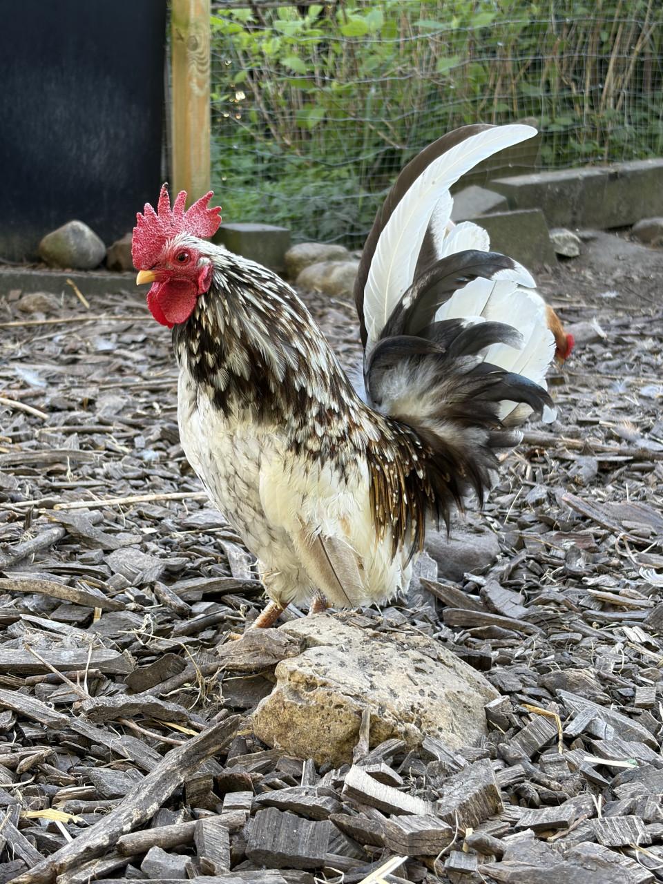 Lief serama haantje zoekt thuis