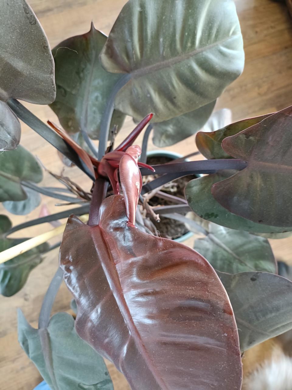 Klimplant binnenplant