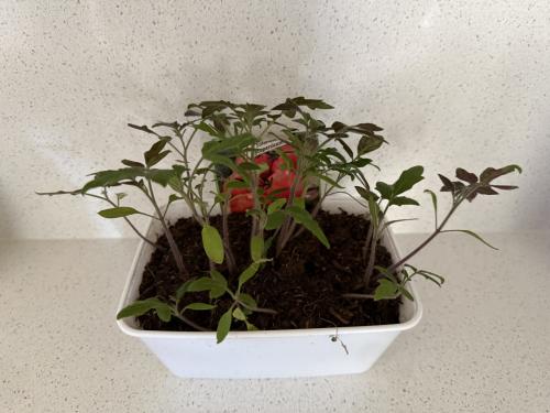 Tomaten 🍅 plantjes