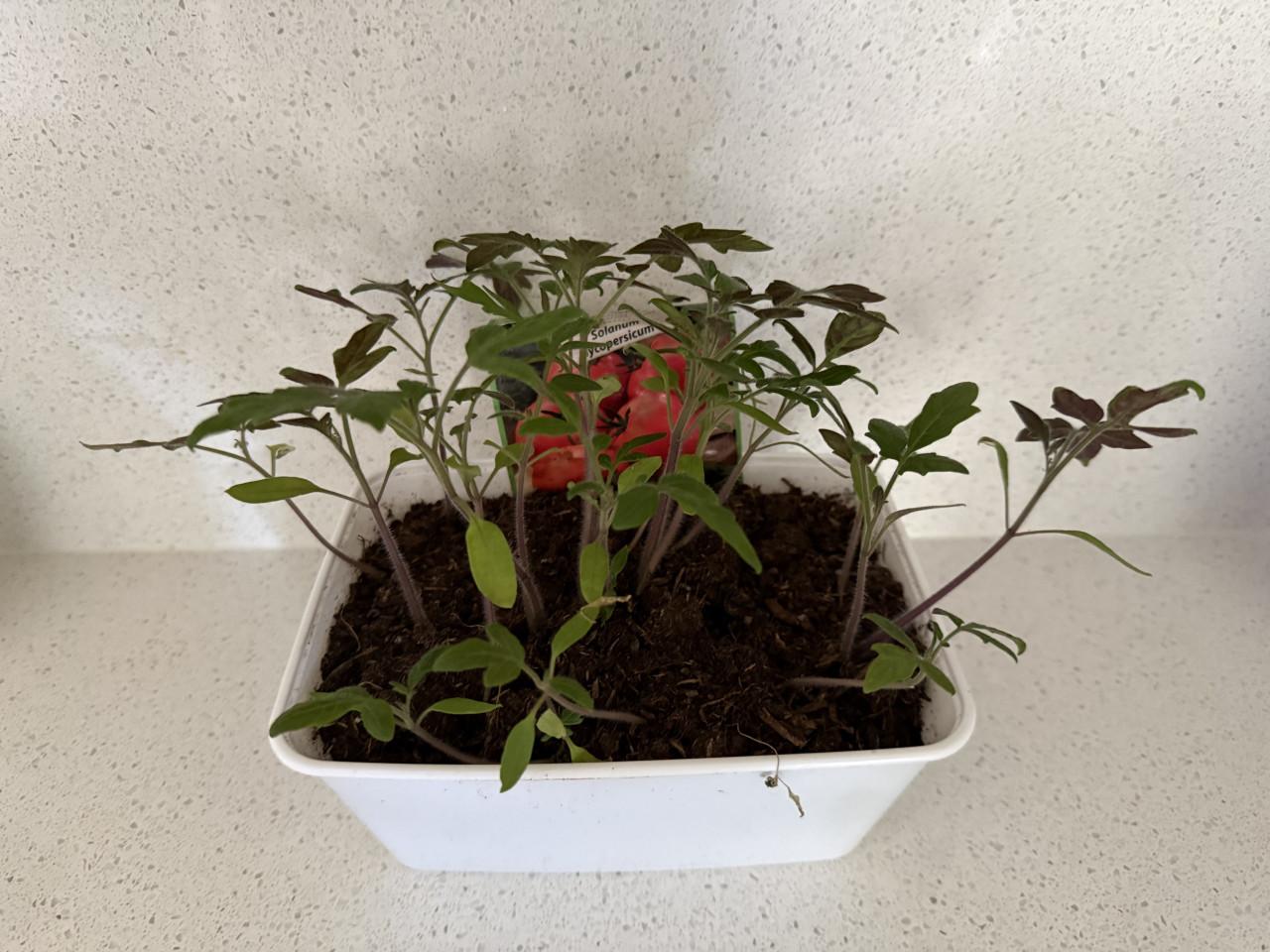Tomaten 🍅 plantjes